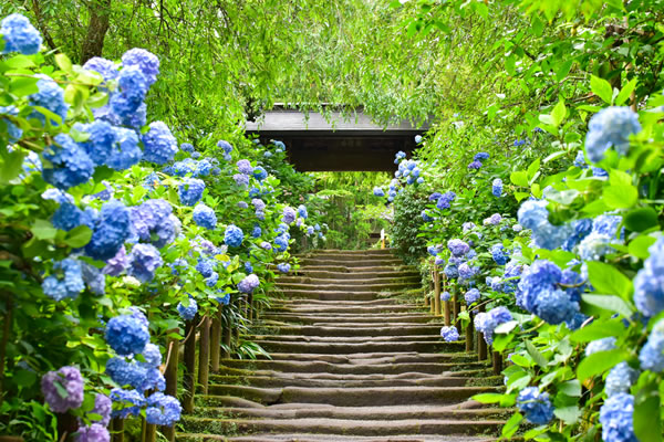 明月院（あじさい寺）